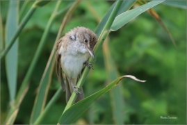 <p>RÁKOSNÍK VELKÝ (Acrocephalus arundinaceus) - jižní Morava --- /Great reed warbler – Drosselrohrsänger/</p>
